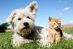vet in huntington beach