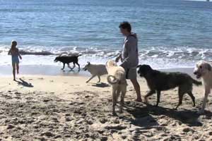 huntington beach dog beach