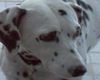 pet friendly veterinarians in huntington beach, ca