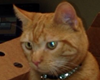 pet friendly veterinarians in huntington beach, ca