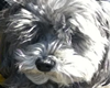 pet friendly veterinarians in huntington beach, ca