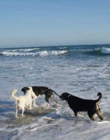 dog beach huntington beach